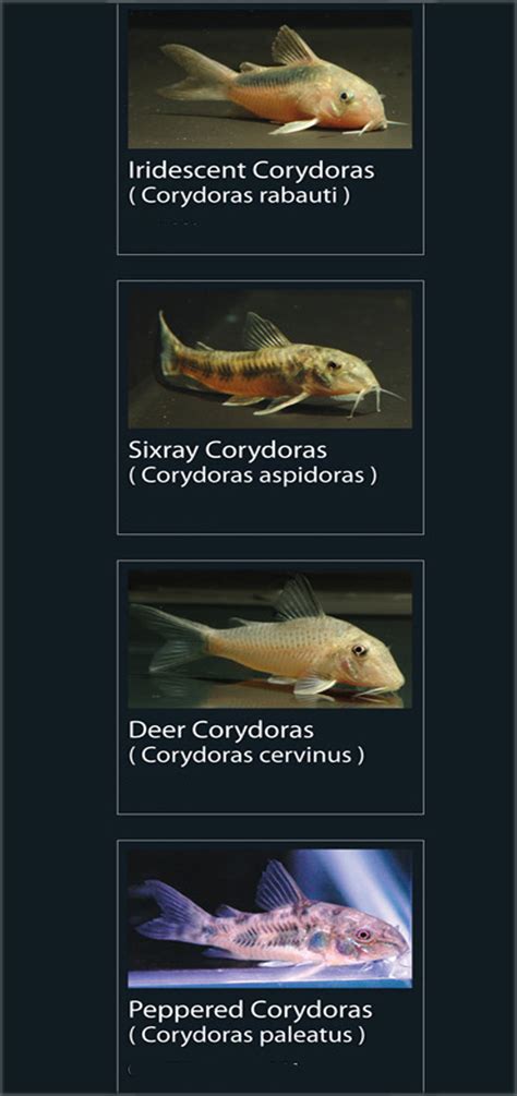 28 Jenis Ikan Corydoras Populer
