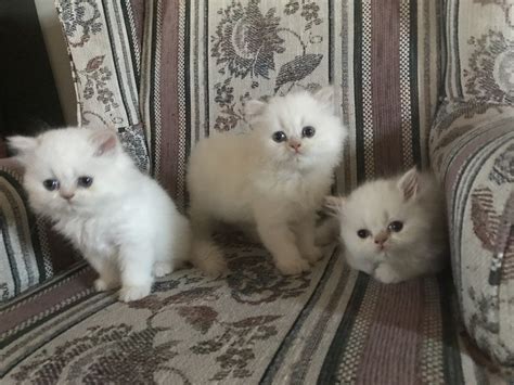 $150 (baker city) pic hide this posting restore restore this posting. Purebred Himalayan Kittens FOR SALE ADOPTION from Salem ...