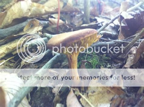 Several Mushroom Id From Central Ohio Mushroom Hunting And