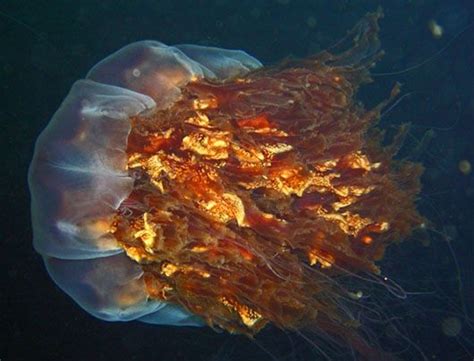 Most Deadly Jellyfish Fresh Water And Sea Creatures Pinterest