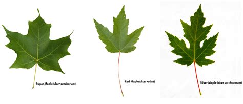 Types Of Maple Trees Lokifund