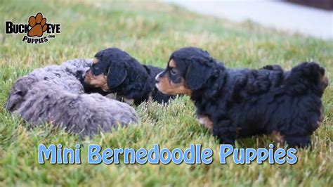 Bernedoodle puppies can typically be found in 3 main sizes, being either a standard, mini, or micro bernedoodle puppy. Mini Bernedoodle Puppies - YouTube