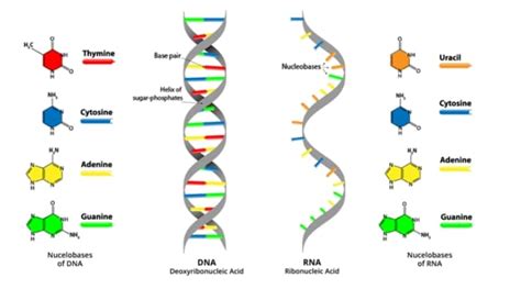 Pengertian DNA Ciri Fungsi Sifat Struktur Dan Replikasi DNA Deoxyribonucleic Acid Terlengkap