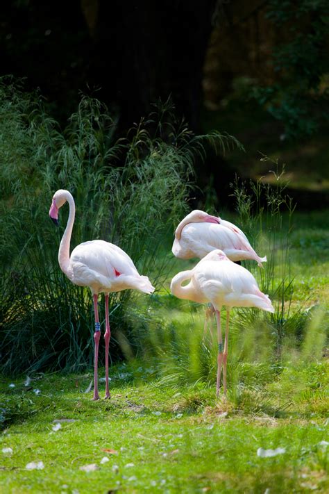 Flamingos Free Stock Photo Public Domain Pictures