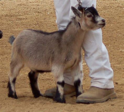 Pygmy goats only come in solid colors such as white, black, caramel, and agouti. Pygmy Goat Showmanship | San Diego County Fair