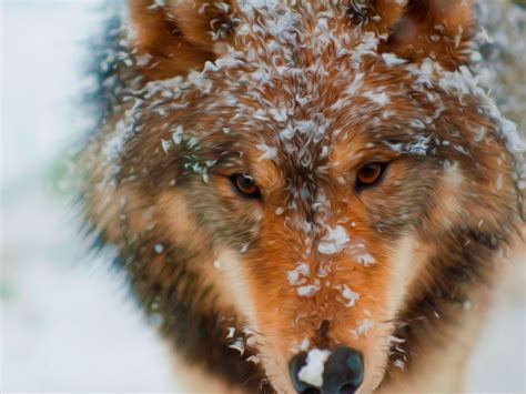 Wolf Wolves Predator Carnivore Winter Snow Artwork