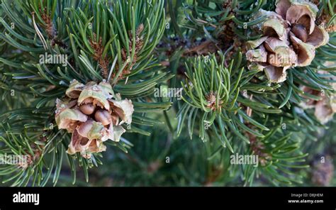 Pinyon Pine Cones Hi Res Stock Photography And Images Alamy