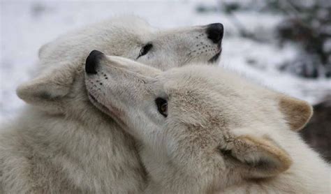 Pin By Rhonda Johnson On Mes Amis Les Loups Wild Wolf Wolf Love Wolf