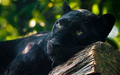 Jaguar Animal Wallpapers Panther Wild Panthers Nature