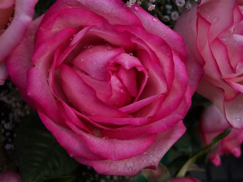 Imagenes De Rosas Imágenes De Flores ♥ Fotos Bonitas De Flores Para