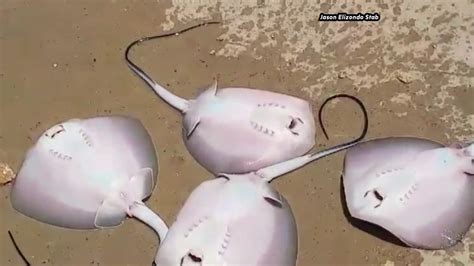 Stingray Gives Birth Moments After Being Caught At San Luis Pass