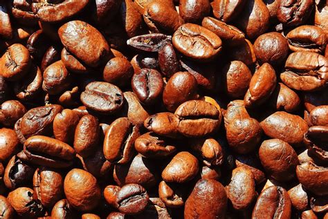 Growing Coffee Seeds Dwarf Coffee Plant Etsy