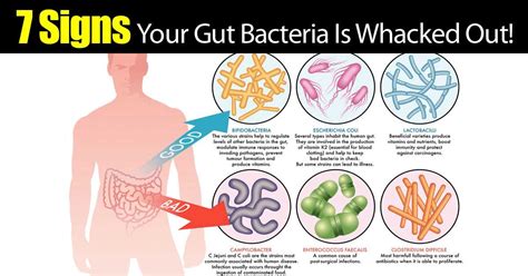 Bacteria In The Human Gut Are Which Of The Following