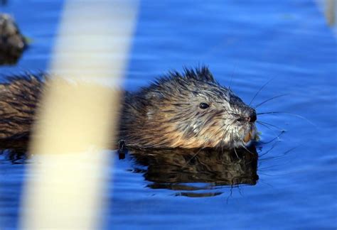 Nature Photos — The Naturalists Notebook