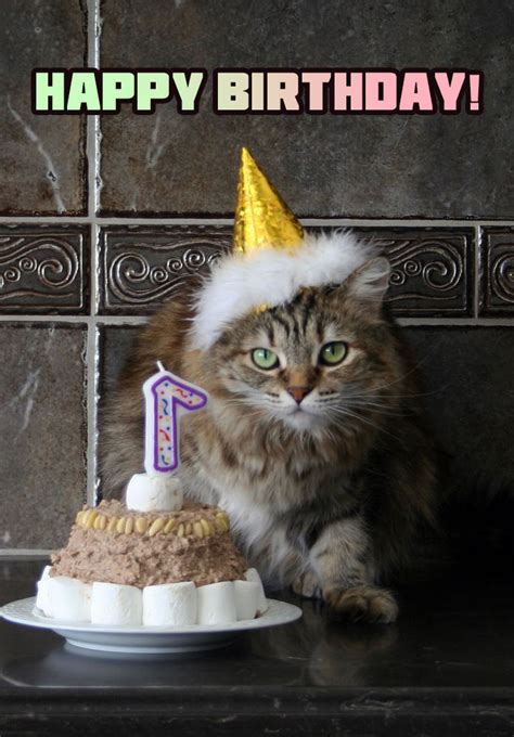 Happy Birthday To The Cat Pictures Greeting Cards For Free