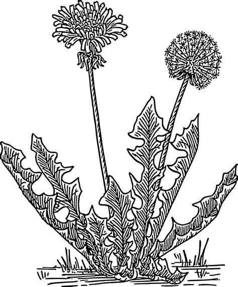 The Best Free Dandelion Drawing Images Download From 526 Free Drawings