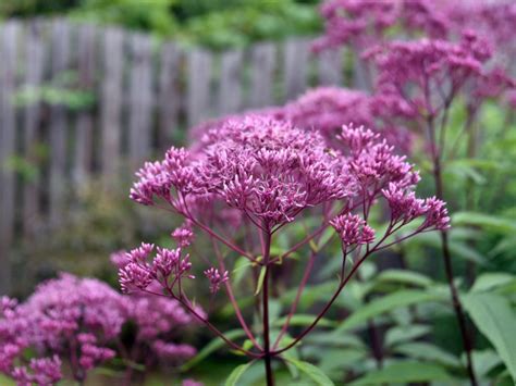 Joe Pye Weed Plant Growing And Caring For Joe Pye Weeds In The Garden