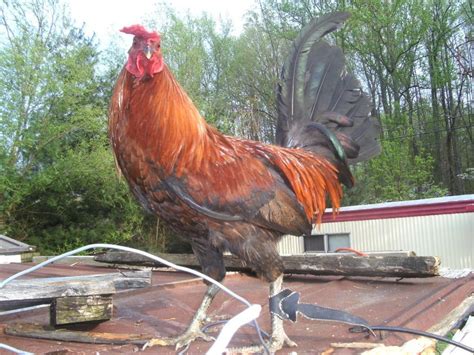 American Game Fowl ~ Everything You Need To Know With Photos Videos