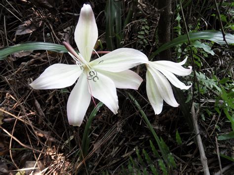 West African Plants A Photo Guide Crinum Jagus Jthomps Dandy