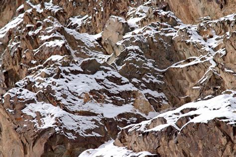 A Perfectly Camouflaged Snow Leopard Can Be Seen Hiding In The Rocks