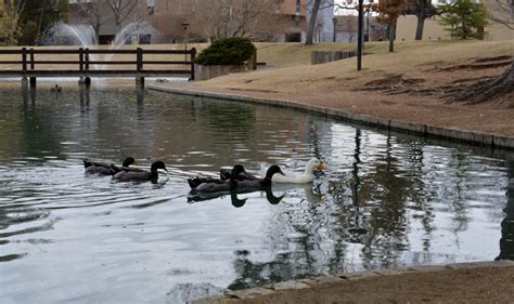 Unm Duck Pond Prepares For Biennial Draining New Mexico News Port