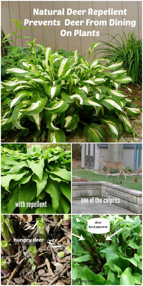 Cayenne or chili pepper (both ground and in flake form) is often cited as a deterrent, but it has the potential for making a cat sick. Battle with the Deer - A Natural Deer Repellent