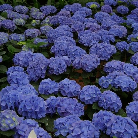 Rustique, vivace, facile à entretenir, il se plante en pot, en haie ou en massif et se décline dans une infinité de variétés, du blanc au bleu en passant par toute la gamme. Arbuste à fleurs bleues : liste - Ooreka