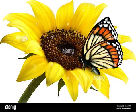 Nature Summer Sunflower With Butterfly Vector Illustration Stock