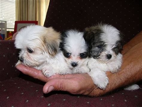 Our maltese puppies make wonderful available maltese puppies. maltese shih tzu puppies for sale | Zoe Fans Blog | Cute ...