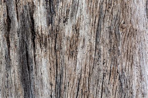Premium Photo Bark Of Cedar Tree Texture Backgrounddry Tree