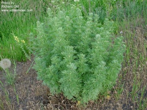 Artemisia Absinthium Roguesgallery