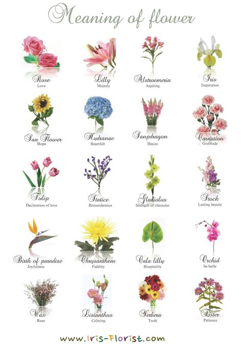 Flower Meanings Different Kinds Of Flowers Types Of Flowers