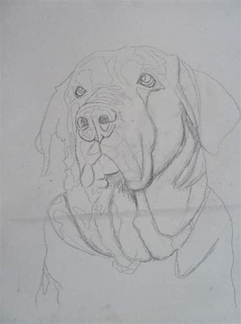How To Paint Dog Acrylics Initial Sketch Dog Portraits Painting