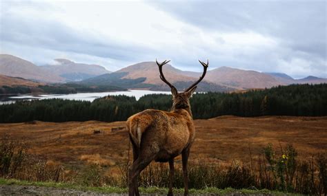 The Landscape And Wildlife Of Scotland Pettitts Travel