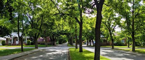 What Is An Urban Tree Canopy
