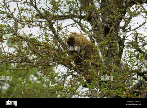 Usa Texas Hill Country Near Hunt Porcupine In Tree Stock Photo Alamy