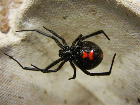 Top 10 Myths About Spiders