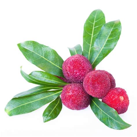 Waxberry Stock Photos Royalty Free Waxberry Images Depositphotos