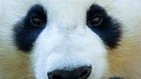 China Builds A Facial Recognition App For Pandas — Quartz