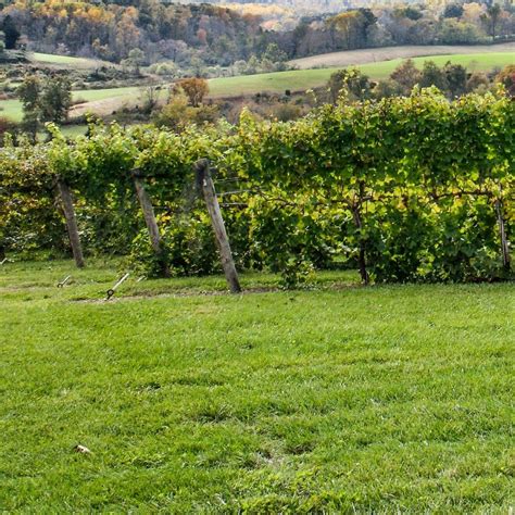 Wineries In Northern Va The Best Options In Wine Country