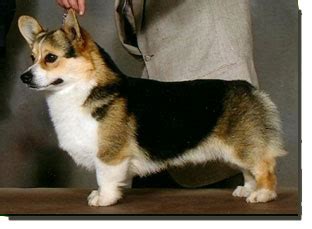 California corgis in paradise is a reputable corgi puppy breeder providing quality corgis throughout california. Pembroke Welsh Corgi - Canada's Guide to Dogs