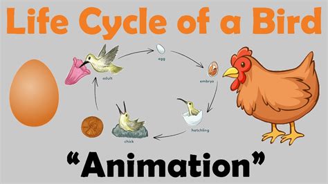 Bird Life Cycle Animation Youtube