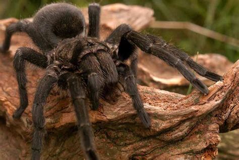 A camel spider can run at 30 mph and they have a terrifying scream while they run! The largest spiders - Top 10 | DinoAnimals.com