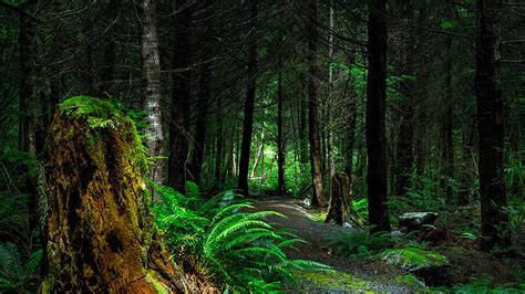 Forest Path Deep Forest Thick Forest Pathway Woodland Forest Fern