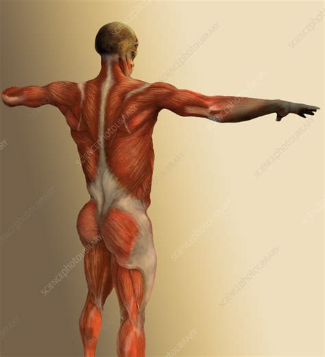 Human Back - Stock Image - P154/0264 - Science Photo Library