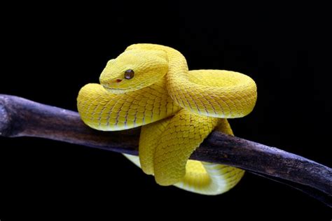 Premium Photo A Yellow Snake On A Branch