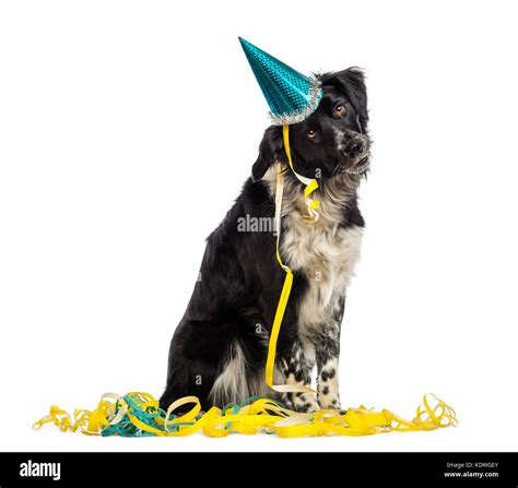 Border Collie Wearing A Party Hat And Sitting In Serpentines Stock