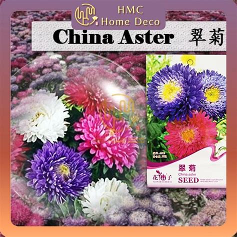 Expired Clearance Biji Benih A012 China Aster Flower Goddess