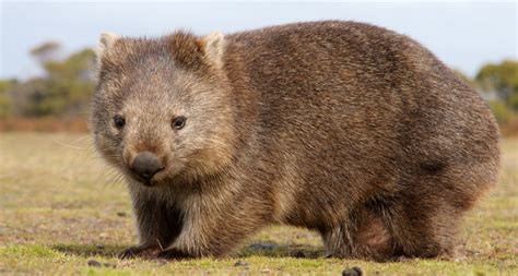 How Wombats Poop Cubes Science News