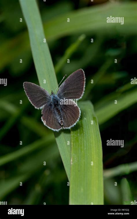 Tiny Small Blue Butterfly Cupido Minimus Basking On A Blade Of Grass